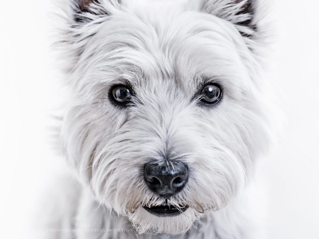 PORTRAIT ANIMAL photographe suisse