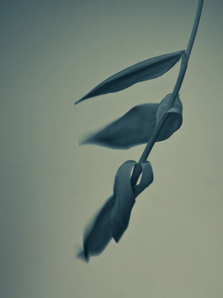 NATURE SILENCIEUSE