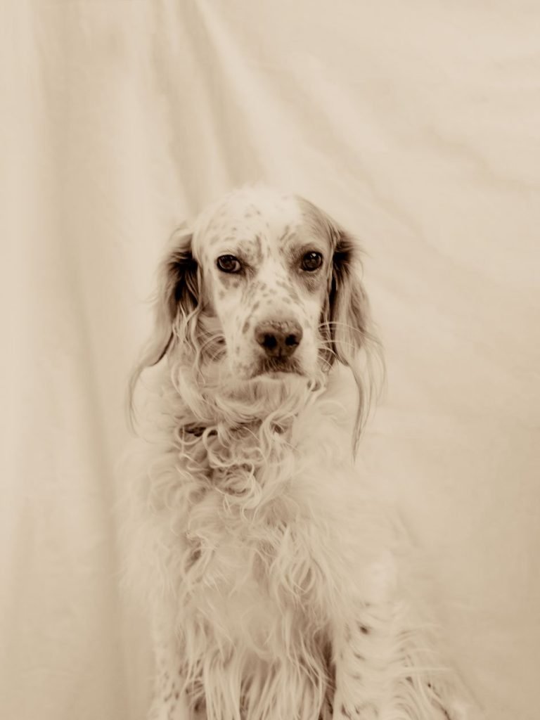 PORTRAIT ANIMAL photographe suisse