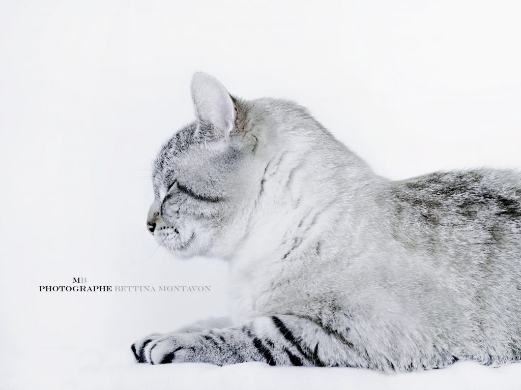 DES ANIMAUX ET DES HOMMES