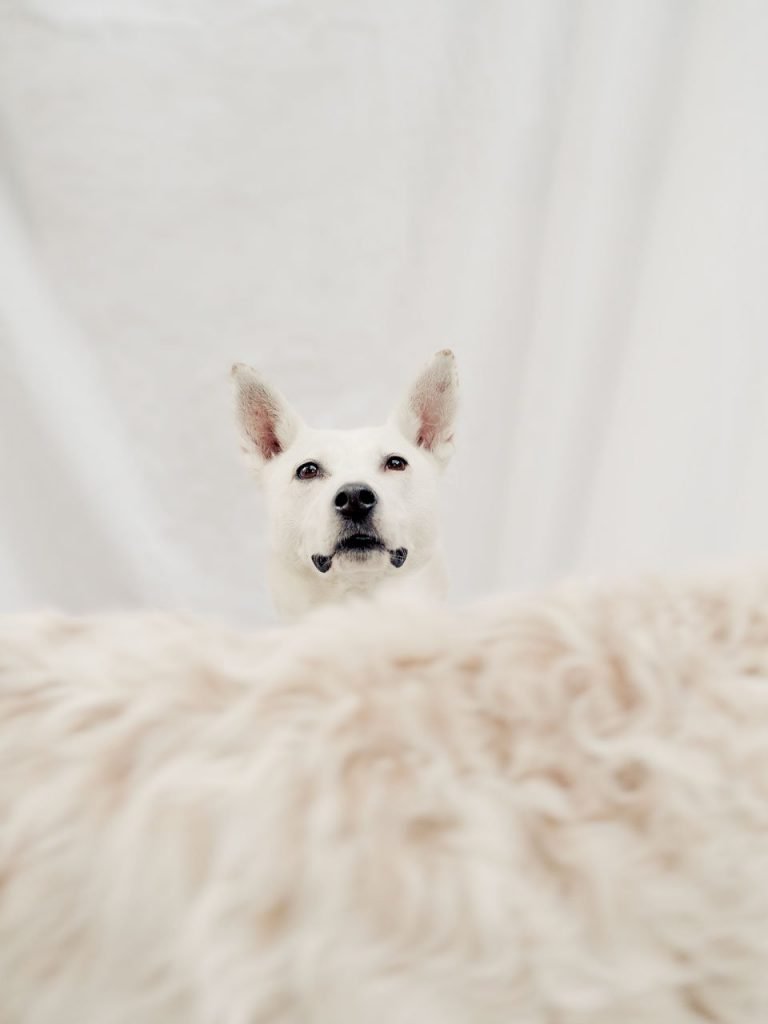 PORTRAIT ANIMAL photographe suisse