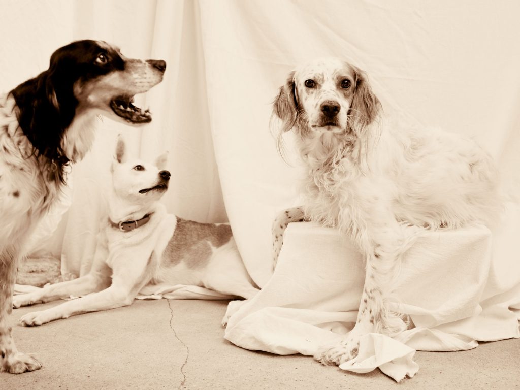 PORTRAIT ANIMAL photographe suisse