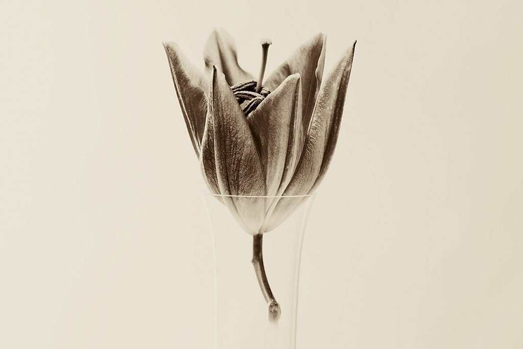 folio_nature-silencieuse